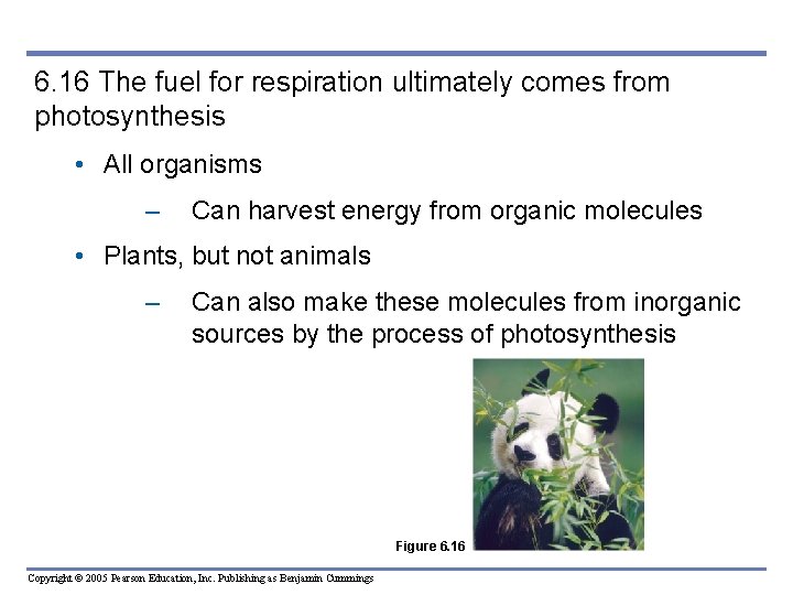 6. 16 The fuel for respiration ultimately comes from photosynthesis • All organisms –