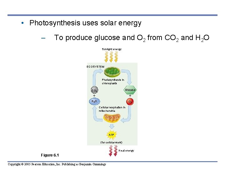  • Photosynthesis uses solar energy – To produce glucose and O 2 from
