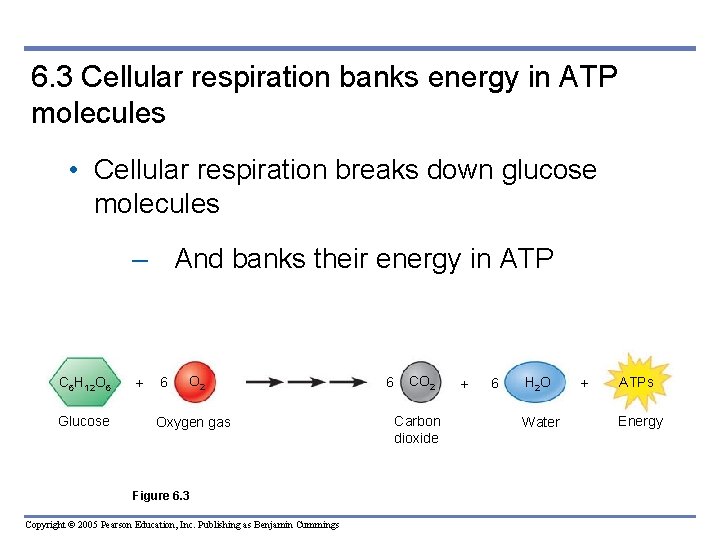 6. 3 Cellular respiration banks energy in ATP molecules • Cellular respiration breaks down