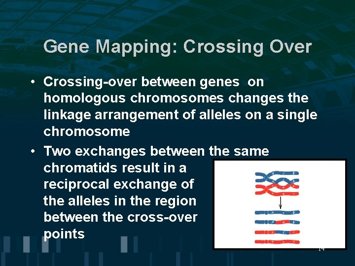Gene Mapping: Crossing Over • Crossing-over between genes on homologous chromosomes changes the linkage Gene Mapping: Crossing Over • Crossing-over between genes on homologous chromosomes changes the linkage
