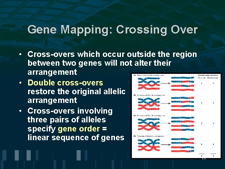 Gene Mapping: Crossing Over • Cross-overs which occur outside the region between two genes Gene Mapping: Crossing Over • Cross-overs which occur outside the region between two genes