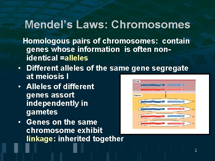 Mendel’s Laws: Chromosomes Homologous pairs of chromosomes: contain genes whose information is often nonidentical Mendel’s Laws: Chromosomes Homologous pairs of chromosomes: contain genes whose information is often nonidentical