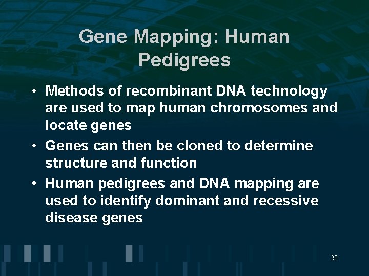 Gene Mapping: Human Pedigrees • Methods of recombinant DNA technology are used to map Gene Mapping: Human Pedigrees • Methods of recombinant DNA technology are used to map