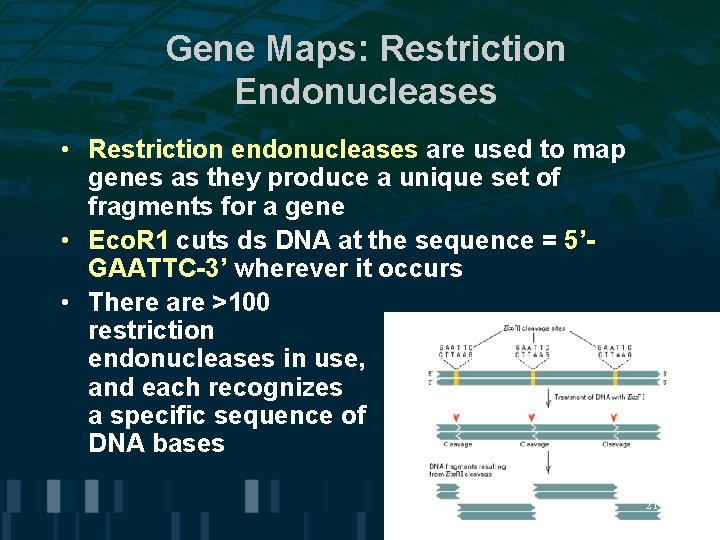 Gene Maps: Restriction Endonucleases • Restriction endonucleases are used to map genes as they Gene Maps: Restriction Endonucleases • Restriction endonucleases are used to map genes as they