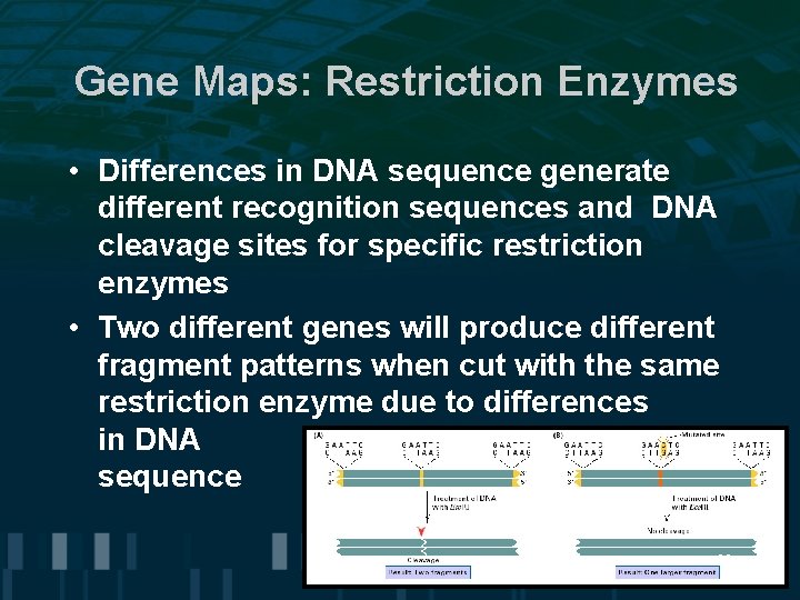 Gene Maps: Restriction Enzymes • Differences in DNA sequence generate different recognition sequences and Gene Maps: Restriction Enzymes • Differences in DNA sequence generate different recognition sequences and