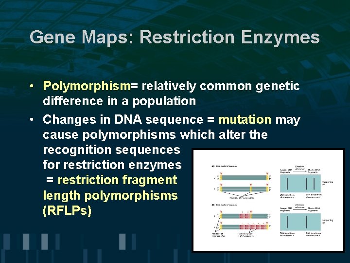 Gene Maps: Restriction Enzymes • Polymorphism= relatively common genetic difference in a population • Gene Maps: Restriction Enzymes • Polymorphism= relatively common genetic difference in a population •