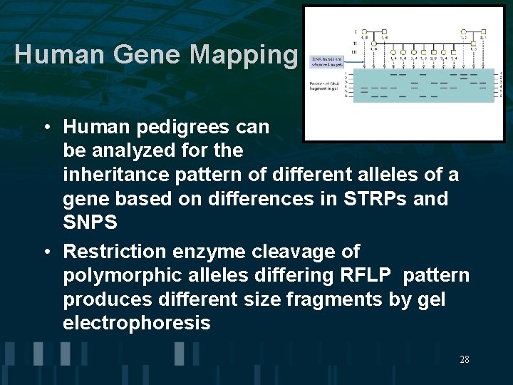 Human Gene Mapping • Human pedigrees can be analyzed for the inheritance pattern of Human Gene Mapping • Human pedigrees can be analyzed for the inheritance pattern of