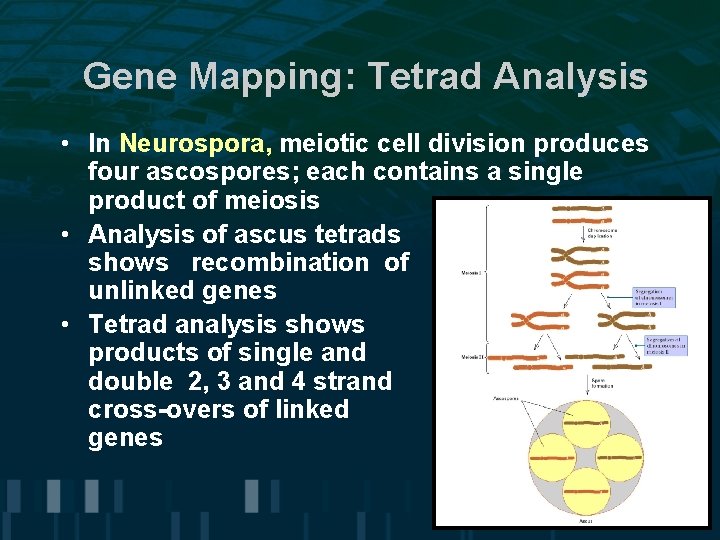 Gene Mapping: Tetrad Analysis • In Neurospora, meiotic cell division produces four ascospores; each Gene Mapping: Tetrad Analysis • In Neurospora, meiotic cell division produces four ascospores; each