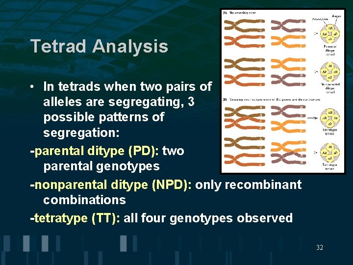 Tetrad Analysis • In tetrads when two pairs of alleles are segregating, 3 possible Tetrad Analysis • In tetrads when two pairs of alleles are segregating, 3 possible