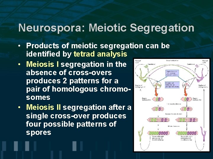 Neurospora: Meiotic Segregation • Products of meiotic segregation can be identified by tetrad analysis Neurospora: Meiotic Segregation • Products of meiotic segregation can be identified by tetrad analysis