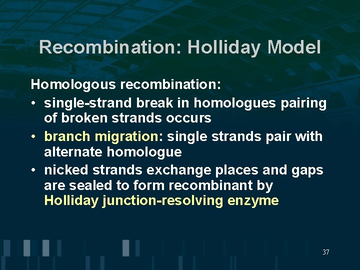Recombination: Holliday Model Homologous recombination: • single-strand break in homologues pairing of broken strands Recombination: Holliday Model Homologous recombination: • single-strand break in homologues pairing of broken strands