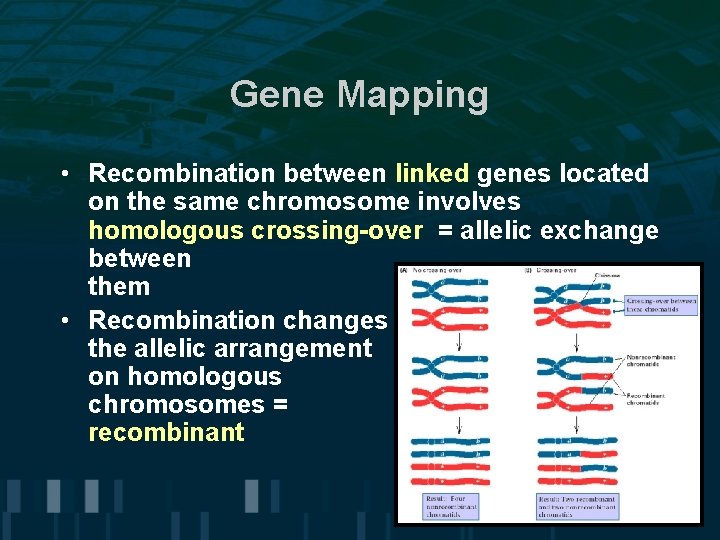 Gene Mapping • Recombination between linked genes located on the same chromosome involves homologous Gene Mapping • Recombination between linked genes located on the same chromosome involves homologous