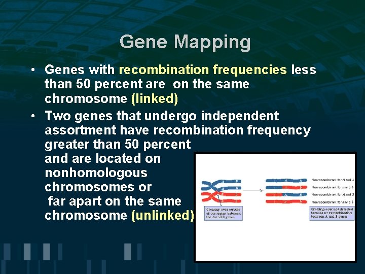 Gene Mapping • Genes with recombination frequencies less than 50 percent are on the Gene Mapping • Genes with recombination frequencies less than 50 percent are on the