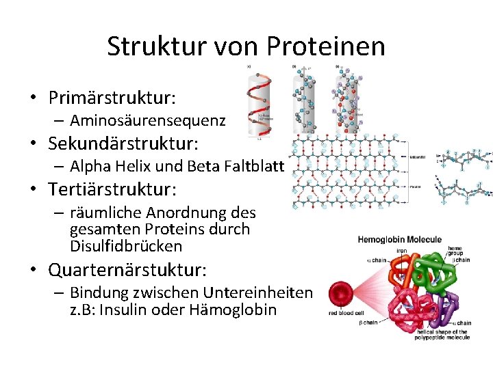 Struktur von Proteinen • Primärstruktur: – Aminosäurensequenz • Sekundärstruktur: – Alpha Helix und Beta