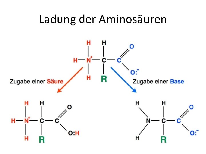 Ladung der Aminosäuren 