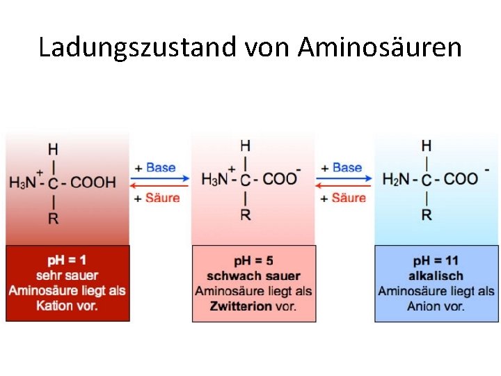 Ladungszustand von Aminosäuren 
