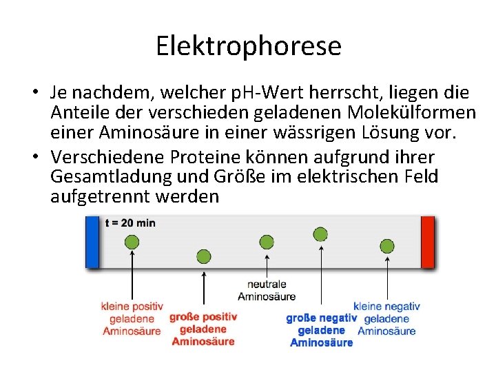 Elektrophorese • Je nachdem, welcher p. H Wert herrscht, liegen die Anteile der verschieden
