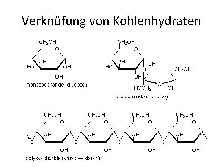 Verknüfung von Kohlenhydraten 