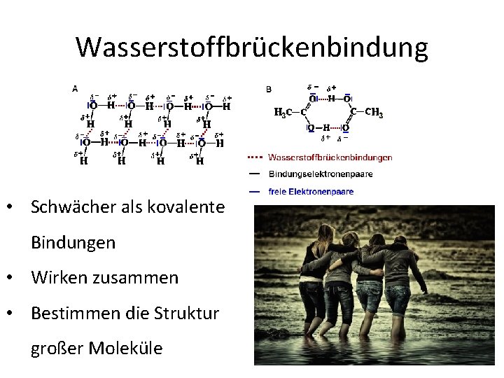 Wasserstoffbrückenbindung • Schwächer als kovalente Bindungen • Wirken zusammen • Bestimmen die Struktur großer