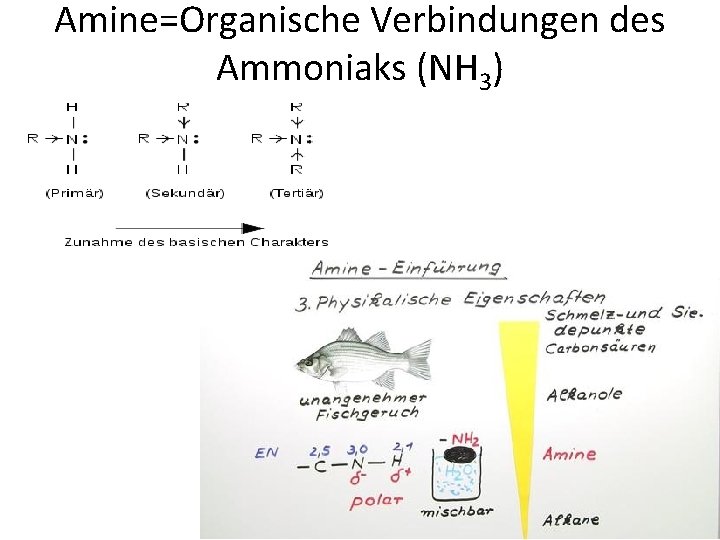 Amine=Organische Verbindungen des Ammoniaks (NH 3) 