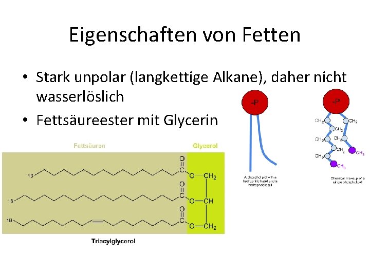 Eigenschaften von Fetten • Stark unpolar (langkettige Alkane), daher nicht wasserlöslich • Fettsäureester mit