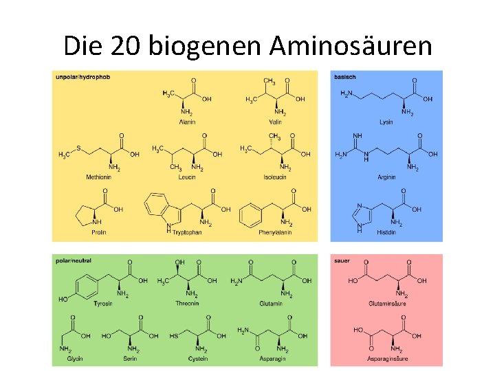 Die 20 biogenen Aminosäuren 