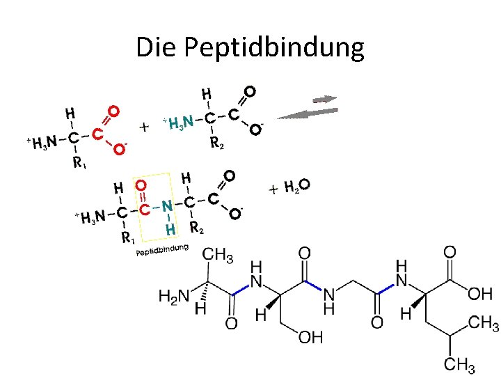 Die Peptidbindung 