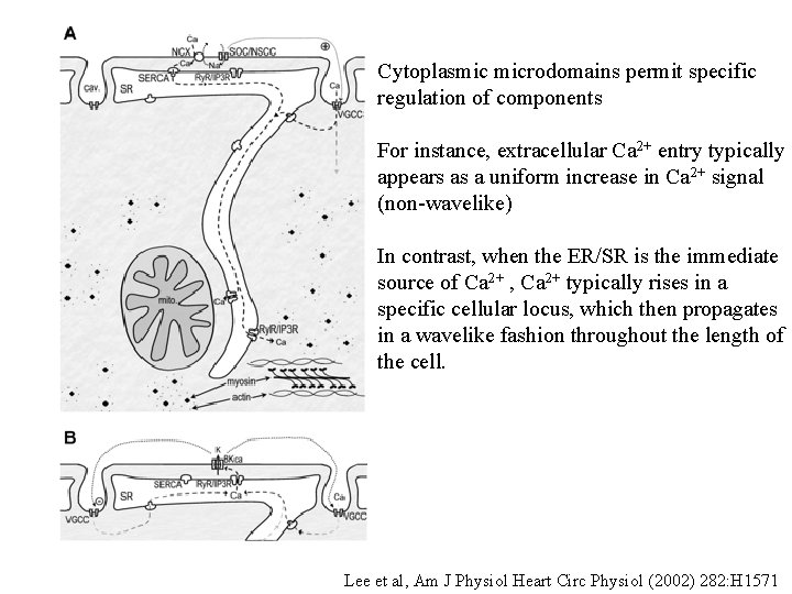 Cytoplasmic microdomains permit specific regulation of components For instance, extracellular Ca 2+ entry typically Cytoplasmic microdomains permit specific regulation of components For instance, extracellular Ca 2+ entry typically