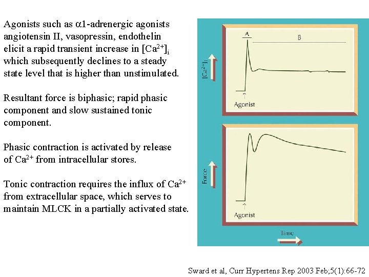 Agonists such as a 1 -adrenergic agonists angiotensin II, vasopressin, endothelin elicit a rapid Agonists such as a 1 -adrenergic agonists angiotensin II, vasopressin, endothelin elicit a rapid