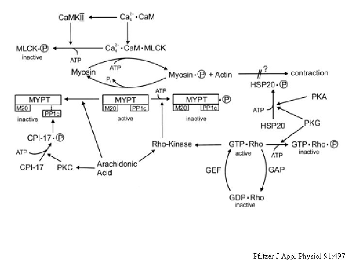 Pfitzer J Appl Physiol 91: 497 Pfitzer J Appl Physiol 91: 497