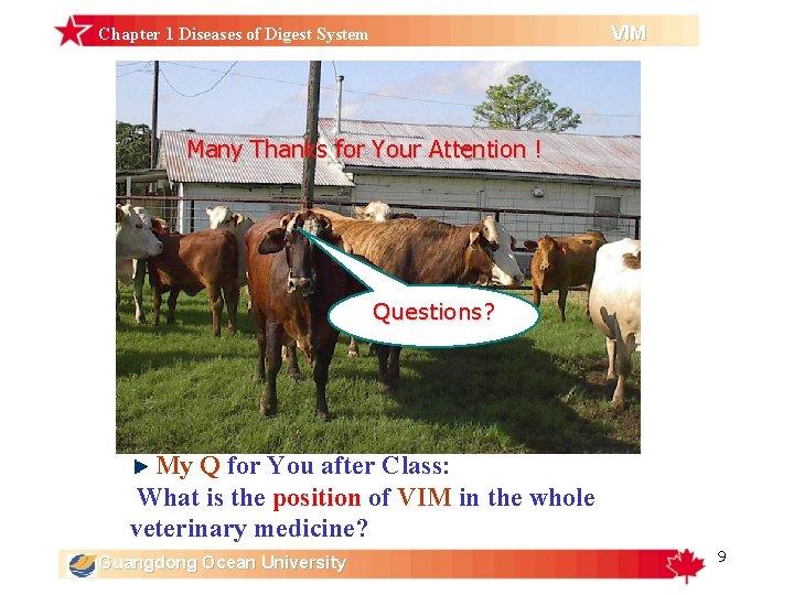 VIM Chapter 1 Diseases of Digest System Many Thanks for Your Attention ! Questions? VIM Chapter 1 Diseases of Digest System Many Thanks for Your Attention ! Questions?