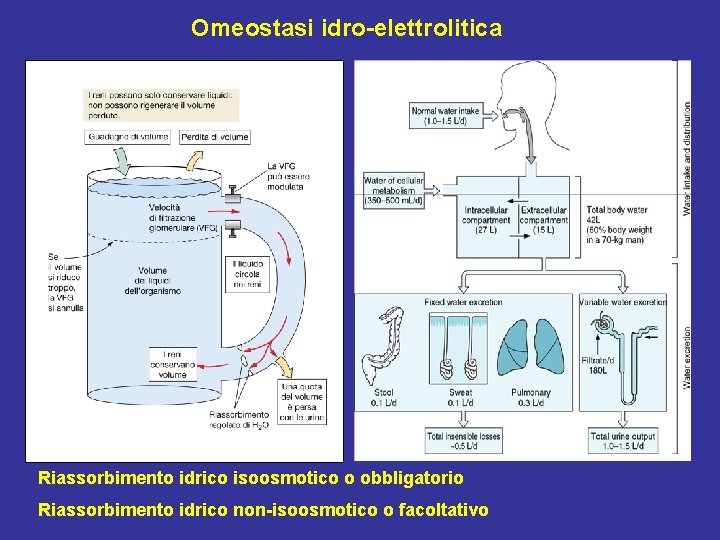 Omeostasi idro-elettrolitica Riassorbimento idrico isoosmotico o obbligatorio Riassorbimento idrico non-isoosmotico o facoltativo 