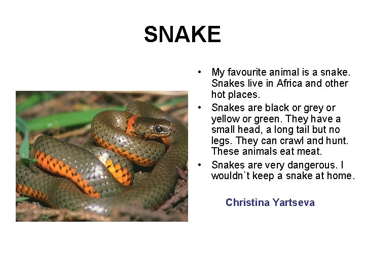 SNAKE • My favourite animal is a snake. Snakes live in Africa and other