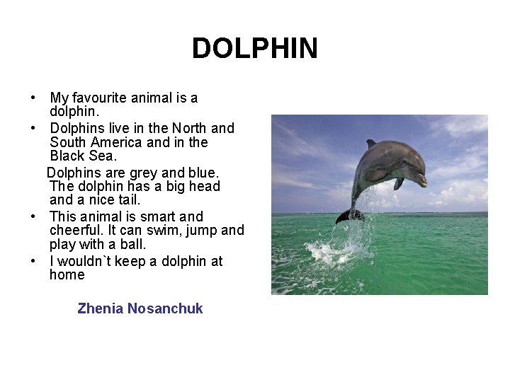 DOLPHIN • My favourite animal is a dolphin. • Dolphins live in the North