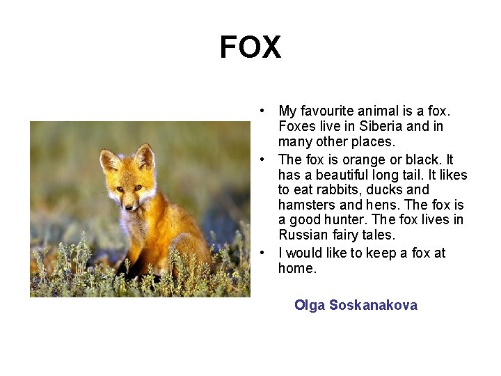 FOX • My favourite animal is a fox. Foxes live in Siberia and in