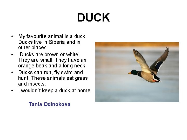 DUCK • My favourite animal is a duck. Ducks live in Siberia and in