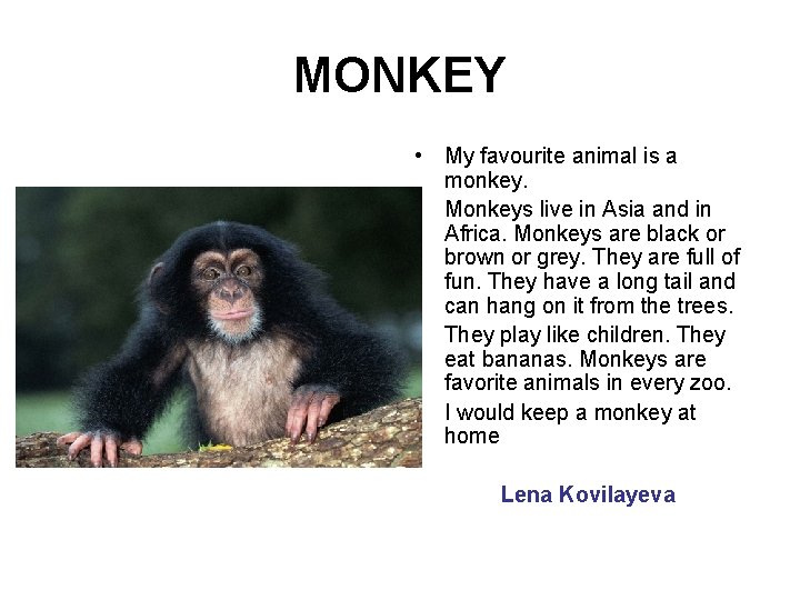 MONKEY • My favourite animal is a monkey. • Monkeys live in Asia and