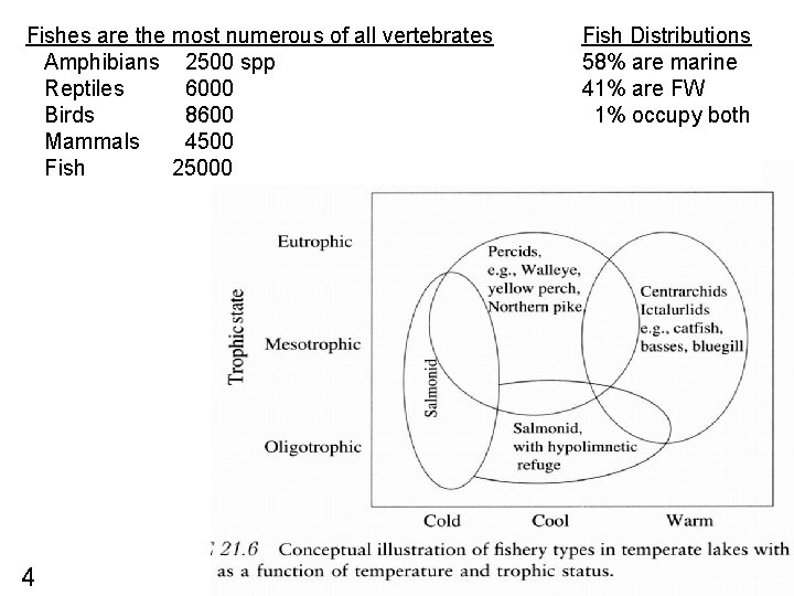 Fishes are the most numerous of all vertebrates Amphibians 2500 spp Reptiles 6000 Birds