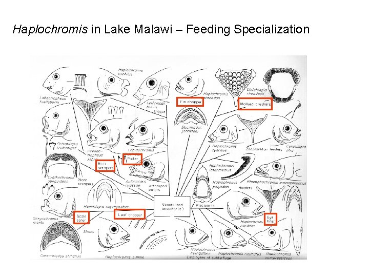 Haplochromis in Lake Malawi – Feeding Specialization 
