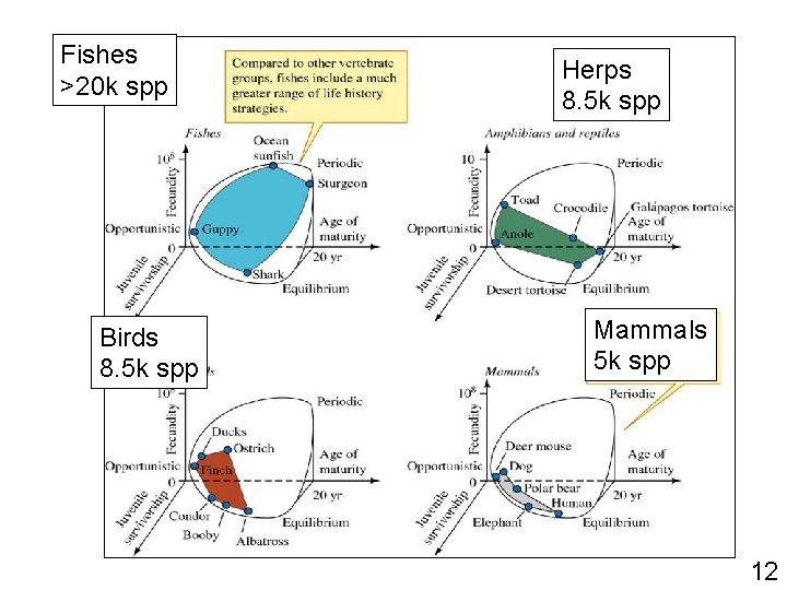 Fishes >20 k spp Birds 8. 5 k spp Herps 8. 5 k spp