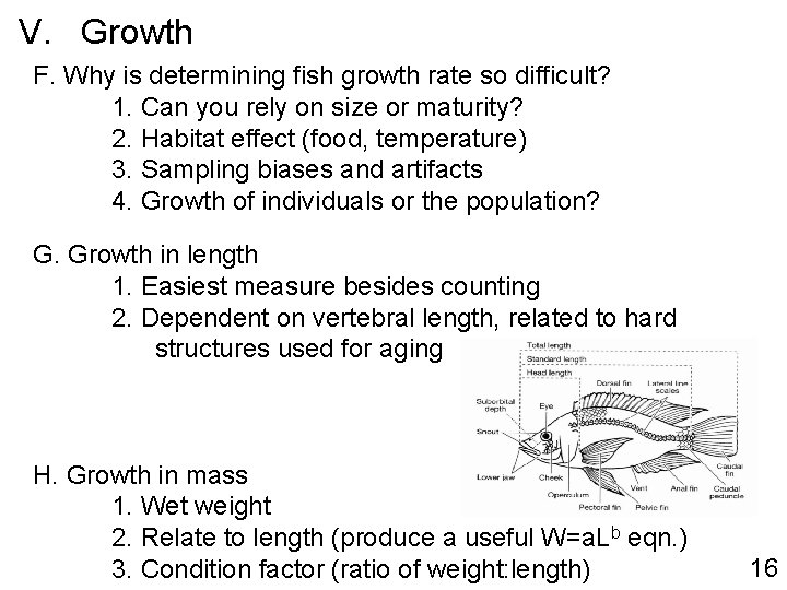 V. Growth F. Why is determining fish growth rate so difficult? 1. Can you