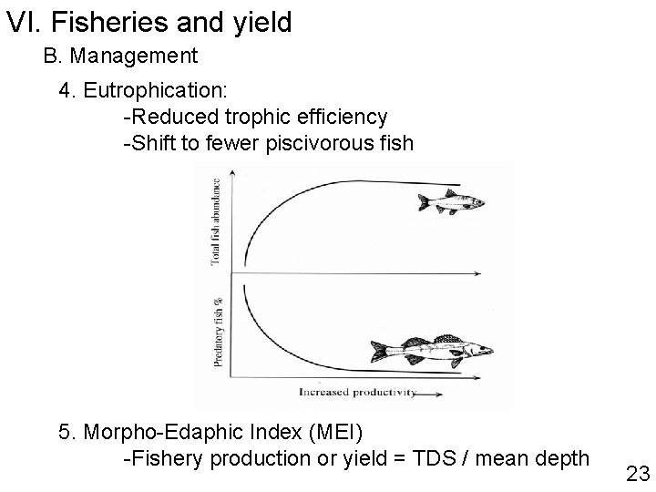 VI. Fisheries and yield B. Management 4. Eutrophication: -Reduced trophic efficiency -Shift to fewer VI. Fisheries and yield B. Management 4. Eutrophication: -Reduced trophic efficiency -Shift to fewer