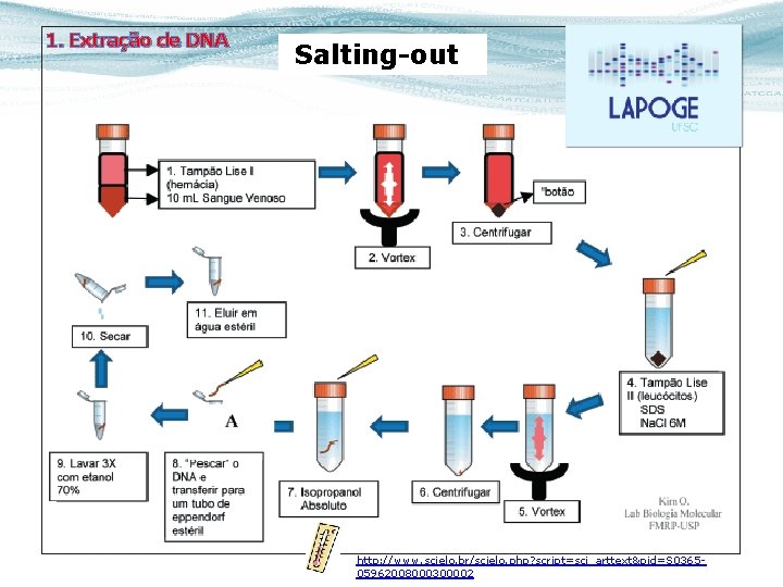 1. Extração de DNA Salting-out http: //www. scielo. br/scielo. php? script=sci_arttext&pid=S 036505962008000300002 
