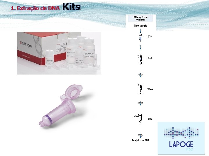 1. Extração de DNA Kits 
