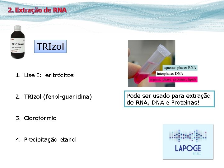 2. Extração de RNA TRIzol 1. Lise I: eritrócitos 2. TRIzol (fenol-guanidina) 3. Clorofórmio