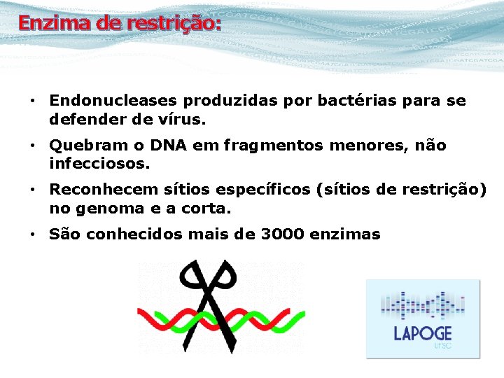 Enzima de restrição: • Endonucleases produzidas por bactérias para se defender de vírus. •
