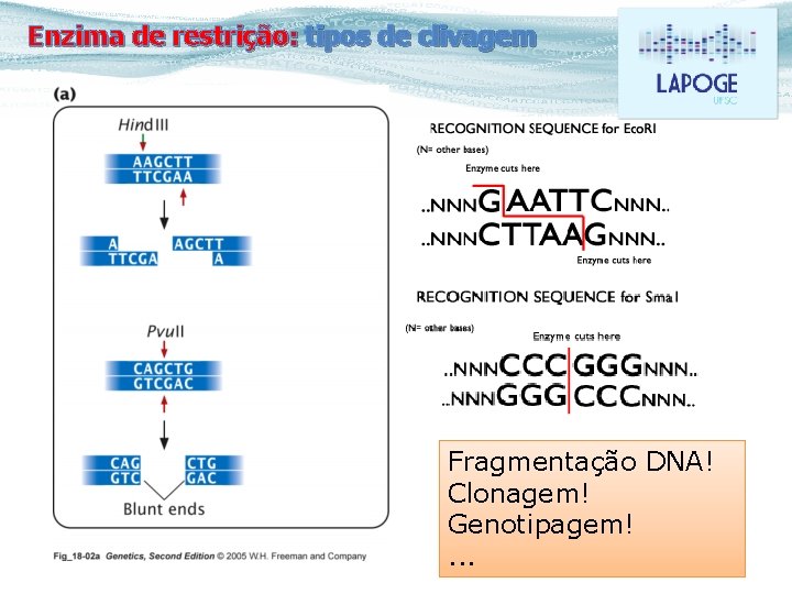 Enzima de restrição: tipos de clivagem Fragmentação DNA! Clonagem! Genotipagem!. . . 