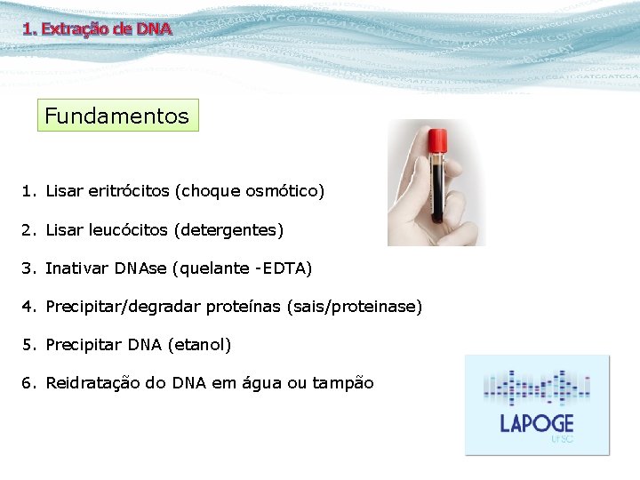 1. Extração de DNA Fundamentos 1. Lisar eritrócitos (choque osmótico) 2. Lisar leucócitos (detergentes)