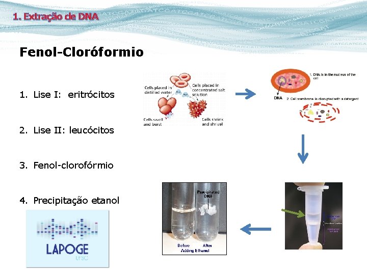 1. Extração de DNA Fenol-Cloróformio 1. Lise I: eritrócitos 2. Lise II: leucócitos 3.