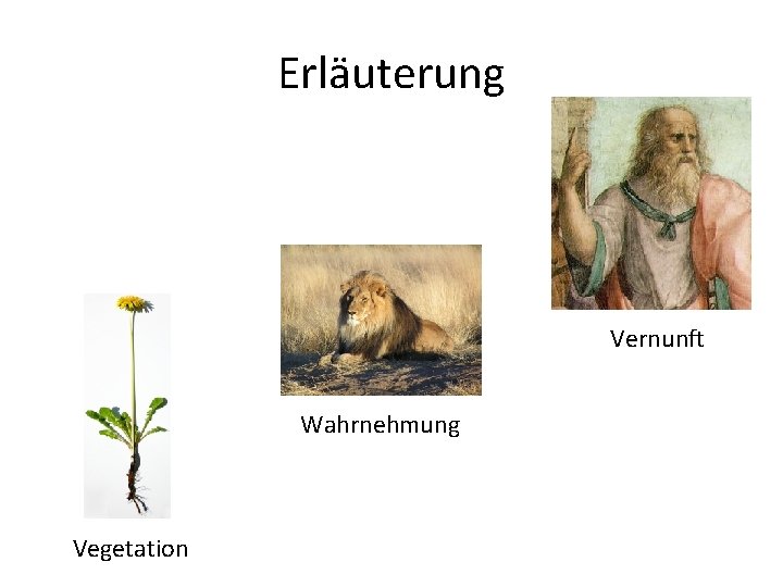 Erläuterung Vernunft Wahrnehmung Vegetation 